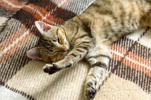 Portrait of a cute Bengal cat looking in camera, Close up photo