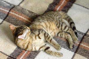 Portrait of a cute Bengal cat looking in camera, Close up photo