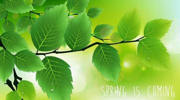 Green leaves background vector