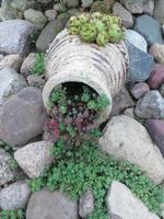 Composition of garden plants and stones. photo