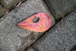 dry ketapang leaves on paving block photo