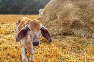 Close-up of a calf in the meadow photo