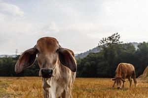 Close-up of a calf in the meadow photo