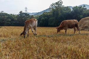 rebaño de vacas están pastando en el prado. foto