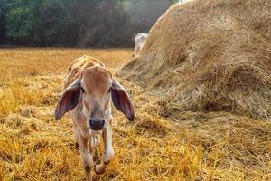 Close-up of a calf in the meadow photo