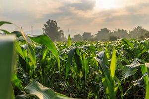 Corn fields in the morning sun