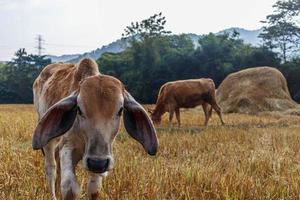 Close-up of a calf in the meadow photo