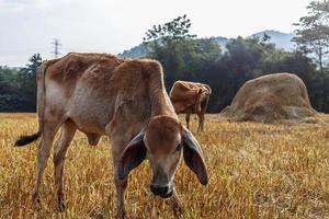 Close-up of a calf in the meadow photo