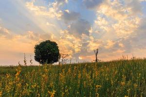 vista panorámica de los árboles en un campo de flores amarillas bajo el sol vespertino. foto