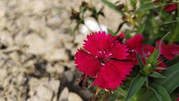 The Red Sweet William photo