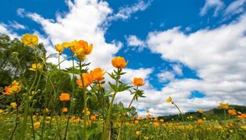 Decorative orange petaled in the field with beautiful clouds and blue sky. Ipad pro wallpapers