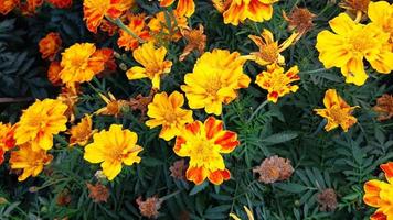 Pot Marigold blooming flower. photo
