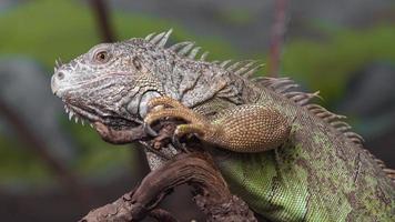 Green iguana on branch photo