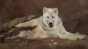 Arctic wolf in sunshine photo
