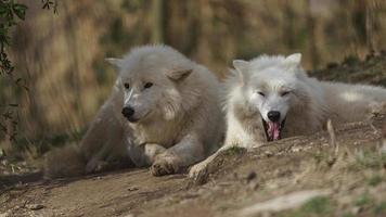 Arctic wolf in sunshine photo