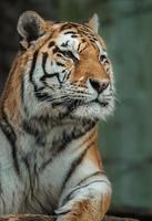 Siberian tiger in zoo photo