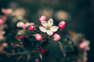 rama de manzana en flor foto