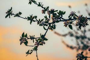 Cherry blooming branch photo