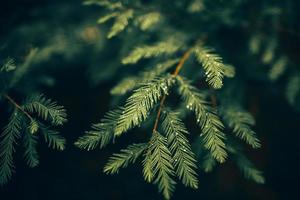 Pine branch on black background photo