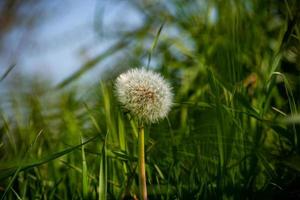 Red seed dandelion photo