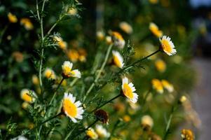 Close up daisy field