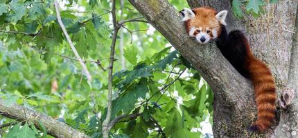 Red panda - Ailurus Fulgens - portrait. Cute animal resting lazy on a tree. photo