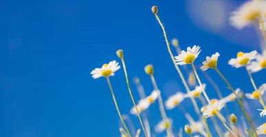 Spring summer closeup white daisies on blue sky background. Idyllic soft colors, meadow flowers field landscape photo