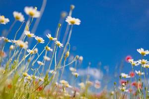 primer plano de primavera verano margaritas blancas sobre fondo de cielo azul. idílicos colores suaves, paisaje de campo de flores de pradera