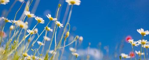 Spring summer closeup white daisies on blue sky background. Idyllic soft colors, meadow flowers field landscape photo