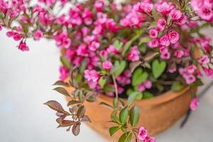Beautiful backyard garden closeup of colorful pink flowers in pots, selective focus. Idyllic spring summer floral decoration background photo