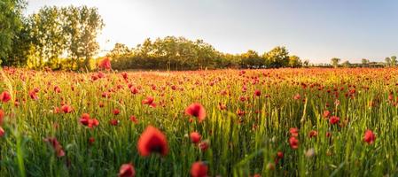 Closeup poppy field at sunset. Amazing relaxing sunset over a meadow of blooming red poppies panorama, blurred forest field. Nature scenic, pastel colors photo