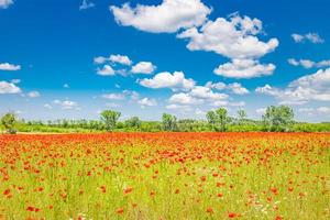 Panorama of poppy field in summer countryside. Red poppy flowers blooming in the springtime nature landscape. Idyllic scenic view photo