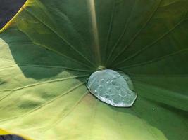 Closeup water drop on the surface of big lotus leaf with sunlight photo