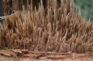 foto de la textura de la parte de un árbol que ha sido talado por humanos. la tala de árboles destruye el medio ambiente y la vida.