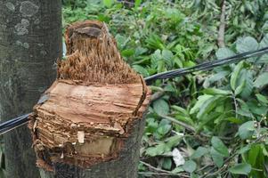 foto de la textura de la parte de un árbol que ha sido talado por humanos. la tala de árboles destruye el medio ambiente y la vida.