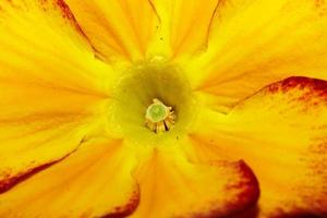 Yellow flower blossom close up Primula auricula family primulaceae background modern high quality big size print photo