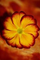 Yellow flower blossom close up Primula auricula family primulaceae background modern high quality big size print photo