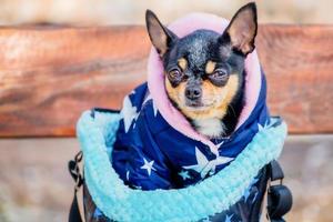 Animal, pet. Chihuahua dog. Mini chihuahua in a warm jacket and carrying bag. photo