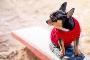 Animal, pet. Chihuahua dog in a red sweater in snowy weather. photo