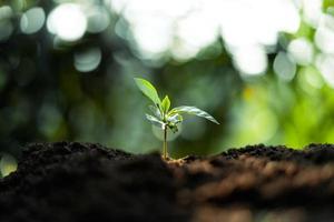 Growth Trees concept Coffee bean seedlings nature background photo