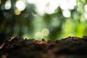 Growth Trees concept Coffee bean seedlings nature background photo