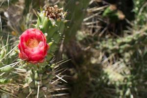 cactus con una hermosa flor roja. fondo verde Portugal foto