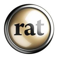 rat word on isolated button photo