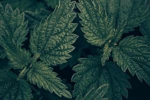 Nettle background leaves photo