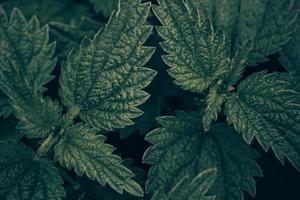 Nettle background leaves photo