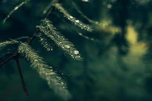 Water drops on pine branch photo