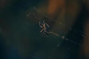 Closeup spider sitting on web photo