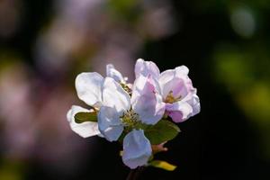 Closeup apple bloom branch