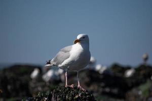 Seagull sitting on a rock photo