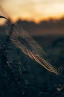 Moody spiderweb in nature photo